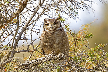 Lesser Horned Owl on a branch, Torres del Paine Chile 