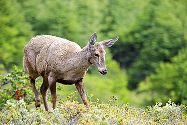 South Andean Huemul female, Torres del Paine  Chile