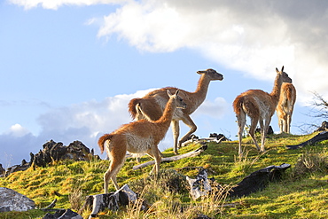 Guanacos in the steppe, Torres del Paine Chile