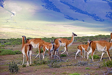 Guanacos and young in the steppe, Torres del Paine Chile