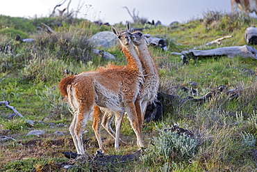 Guanacos in the steppe, Torres del Paine Chile