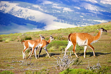 Guanaco and young in the steppe, Torres del Paine Chile