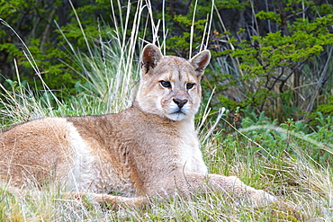 Puma lying in the scrub, Torres del Paine Chile