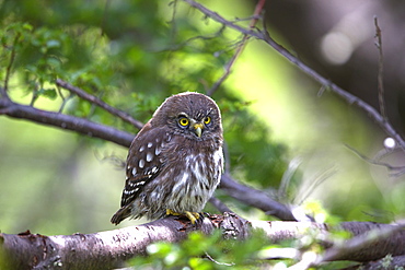 Southern Pygmy Owl on branch, Torres del Paine Chile 