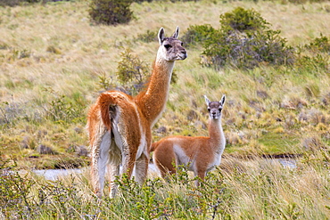 Guanaco and young in the steppe, Torres del Paine Chile