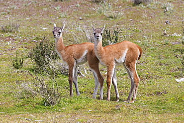 Young Guanacos in the steppe, Torres del Paine Chile