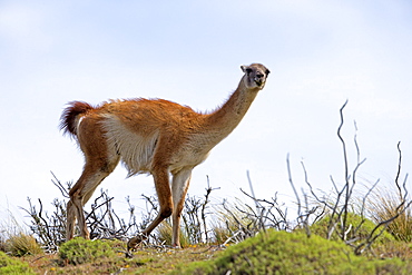 Guanaco walking in the steppe, Torres del Paine Chile