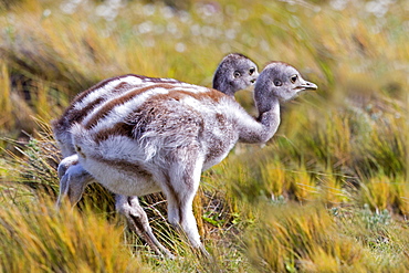 Greater Rhea chicks in the steppe, Torres del Paine Chile