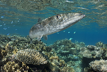 Greater Barracuda above the reef, Fiji