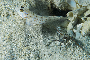 Magnus prawn Gobys with blind shrimp cleaning burrow, Fiji