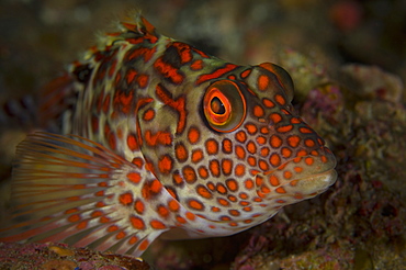 Splendid hawkfish on reef, Raoul Island  New Zealand