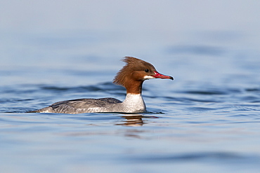 Female Goosander swimming on a lake in winter, Switzerland