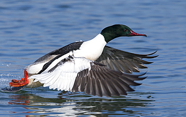 Male Goosander taking off from lake in winter, Switzerland