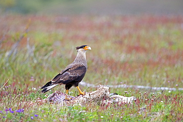 Crested Caracara on carcass, Torres del Paine Chile 