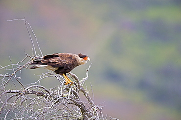 Crested Caracaras on a branch, Torres del Paine Chile 