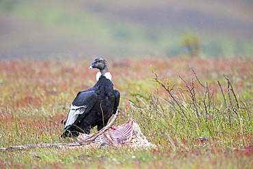 Andean condor on carcass, Torres del Paine Chile