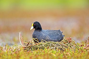 Red-gartered Coot at nest, Torres del Paine Chile