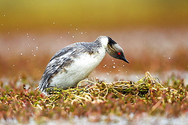 Silvery Grebe at nest , Torres del Paine Chile