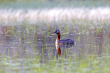 Great Grebe on water, Torres del Paine Chile