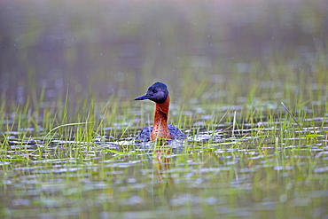 Great Grebe on water, Torres del Paine Chile