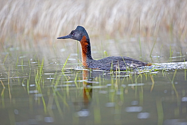 Great Grebe on water, Torres del Paine Chile