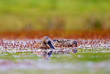 Red Shoveler on water, Torres del Paine Chile