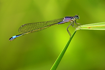 Blue-tailed damselfly female on leaf Sedge, Picardie France