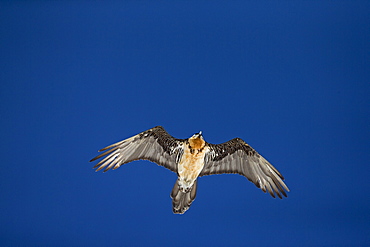 Lammergeier in flight, Swiss Alps 