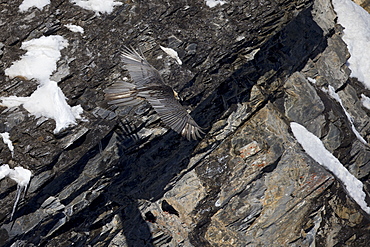 Lammergeier in flight, Swiss Alps 