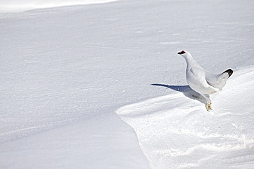 Male ptarmigan in the snow, Swiss Alps 