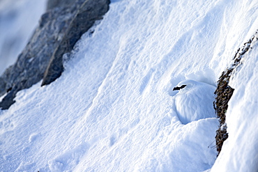 Male ptarmigan in the snow, Swiss Alps 