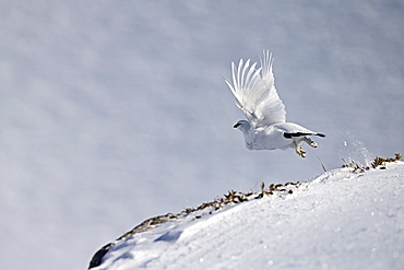 Male ptarmigan flying away in the snow, Swiss Alps 