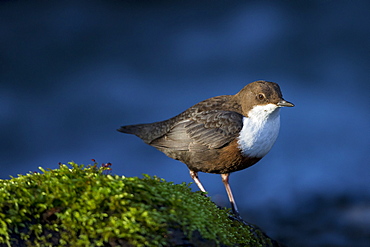 White throated Dipper in the river, Vaud Switzerland 