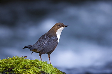 White throated Dipper in the river, Vaud Switzerland 