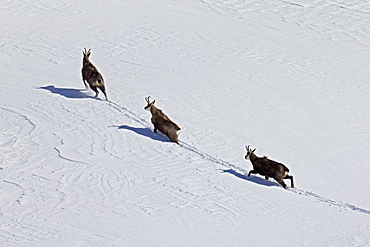 Alpine Chamois in Snow, Alps Vaud Switzerland 