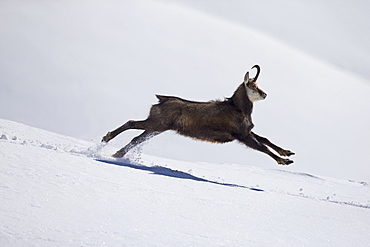 Alpine Chamois running in the snow, Alps Vaud Switzerland