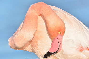 Greater Flamingo grooming, Camargue France 