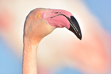 Portrait of Greater Flamingo, Camargue France 