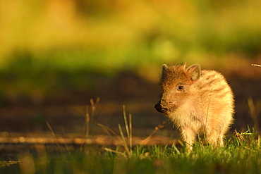 Wild Boar burrowing, Burgundy France