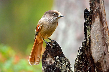 Siberian Jay on a stump in fall, Finland 