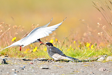 Arctic Tern feeding its young, Isafjordur Iceland 