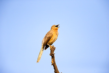 Large Grey Babbler singing on a branch, Rajasthan India