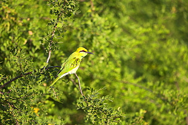 Green Bee-eater on a branch, Rajasthan India