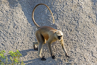 Hanuman Langur male on rock, Rajasthan India