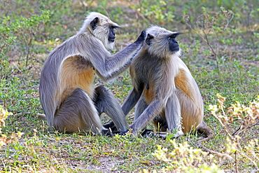 Hanuman Langurs grooming, Rajasthan India