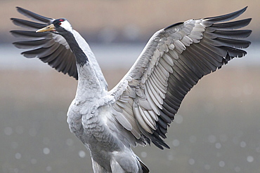 Common Crane flapping wings, Lorraine France 