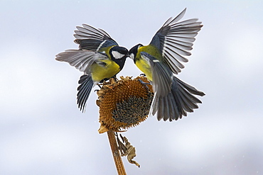 Great Tits fighting on a Sunflower, Balkans Bulgaria 