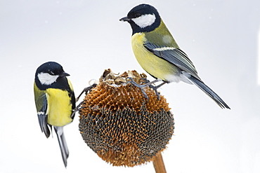 Great Tits on a Sunflower, Balkans Bulgaria 