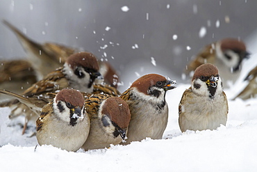 Eurasian Tree Sparrows in snow , Balkans Bulgaria 