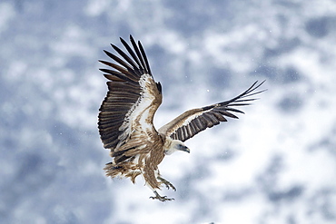 Griffon Vulture in flight in winter, Balkans Bulgaria 